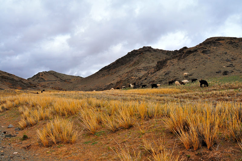 Mongolie
